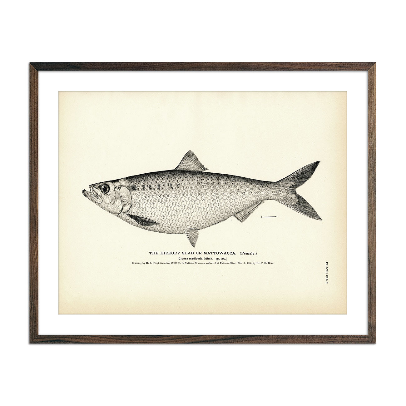 Vintage Hickory Shad (Female) fish print