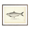 Vintage Hickory Shad (Female) fish print
