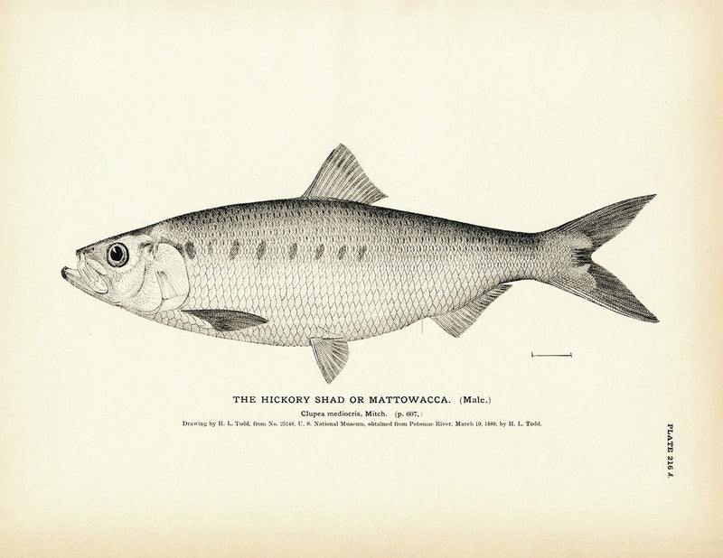 Hickory Shad (Male) (Mattowacca) Art Print - Muir Way - Fisheries