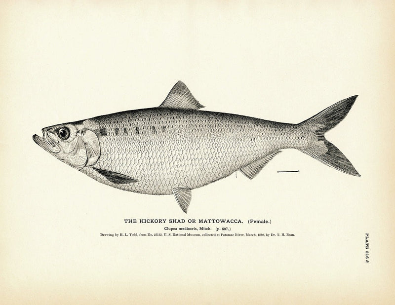 Hickory Shad (Female) (Mattowacca) Art Print - Muir Way - Fisheries