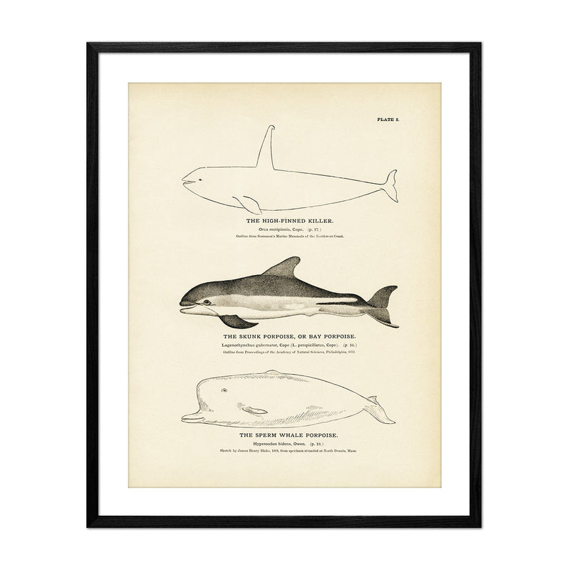 High - Finned Killer, Skunk Porpoise (Bay Porpoise), and Sperm Whale Porpoise Art Print - Muir Way - Fisheries