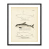 High-Finned Killer, Skunk Porpoise (Bay Porpoise), and Sperm Whale Porpoise Art Print