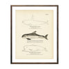 Vintage High Finned Killer, Skunk and Sperm Whale Porpoise fish print