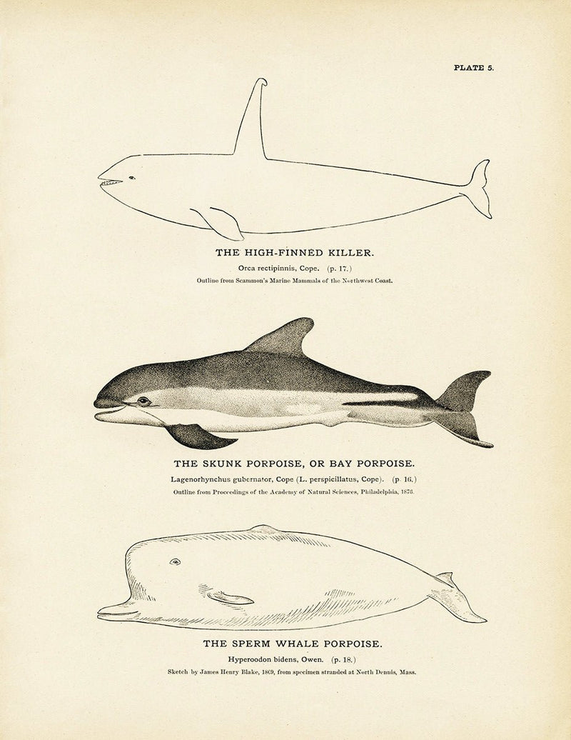 High - Finned Killer, Skunk Porpoise (Bay Porpoise), and Sperm Whale Porpoise Art Print - Muir Way - Fisheries
