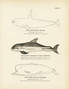 High-Finned Killer, Skunk Porpoise (Bay Porpoise), and Sperm Whale Porpoise Art Print