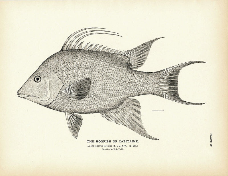Hogfish (Capitaine) Art Print - Muir Way - Fisheries
