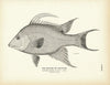 Hogfish (Capitaine) Art Print