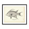 Hogfish (Capitaine) Art Print