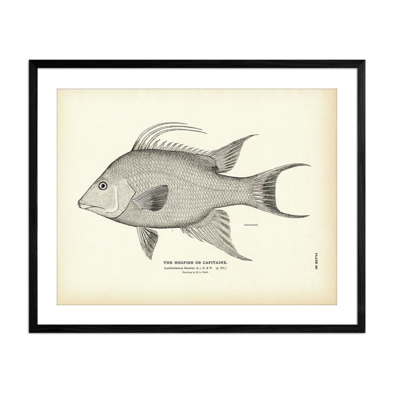 Vintage Hogfish print