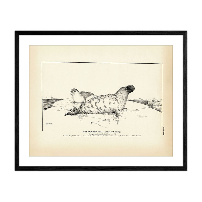 Hooded Seal Art Print - Muir Way - Fisheries