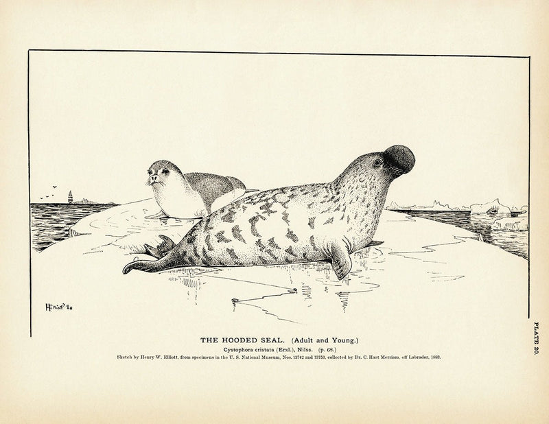 Hooded Seal Art Print - Muir Way - Fisheries