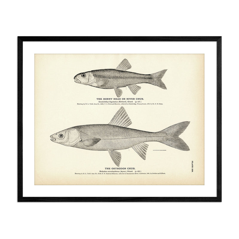 Horny Head (River Chub) and Orthodon Chub Art Print - Muir Way - Fisheries