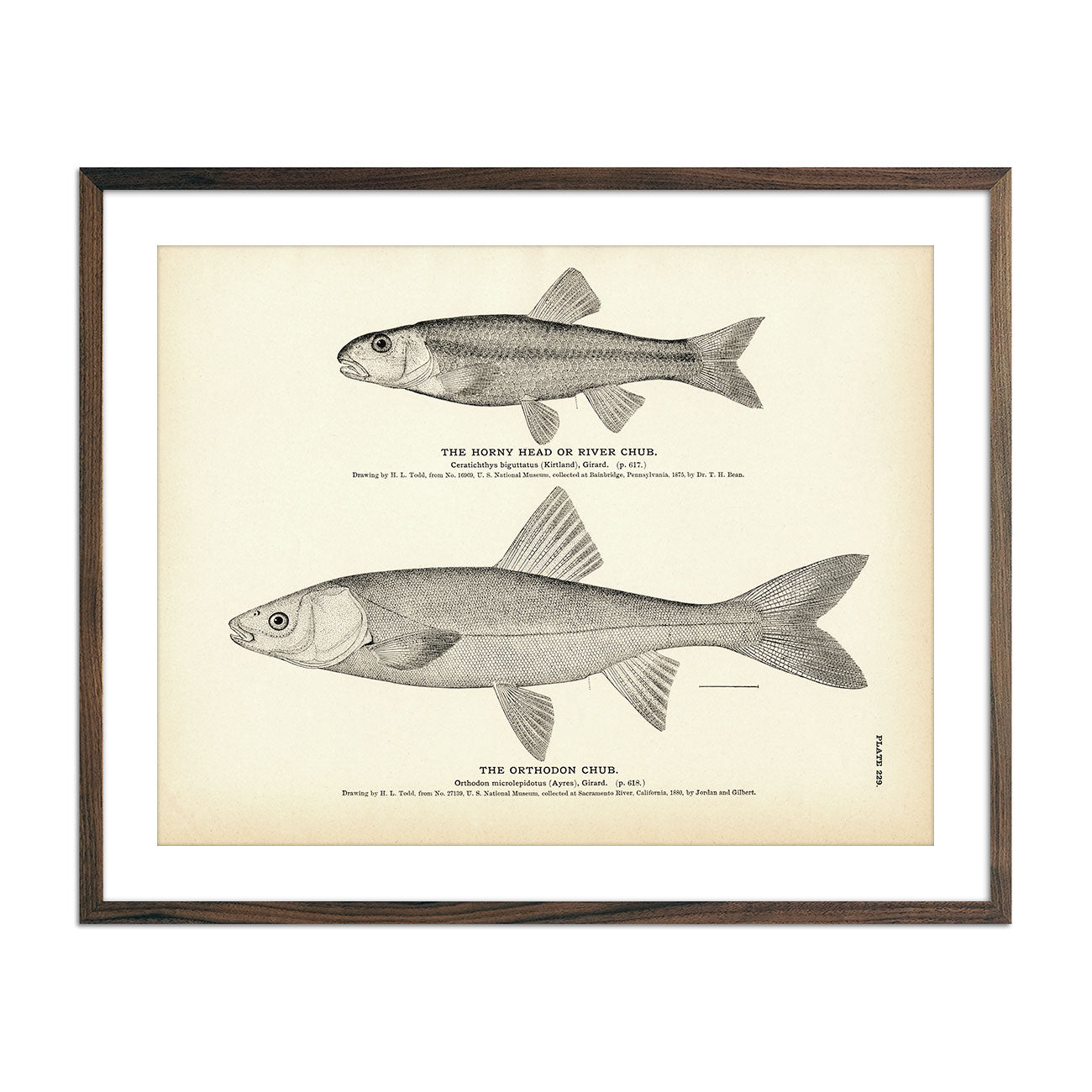 Vintage Horny Head and Orthodon Chub fish print