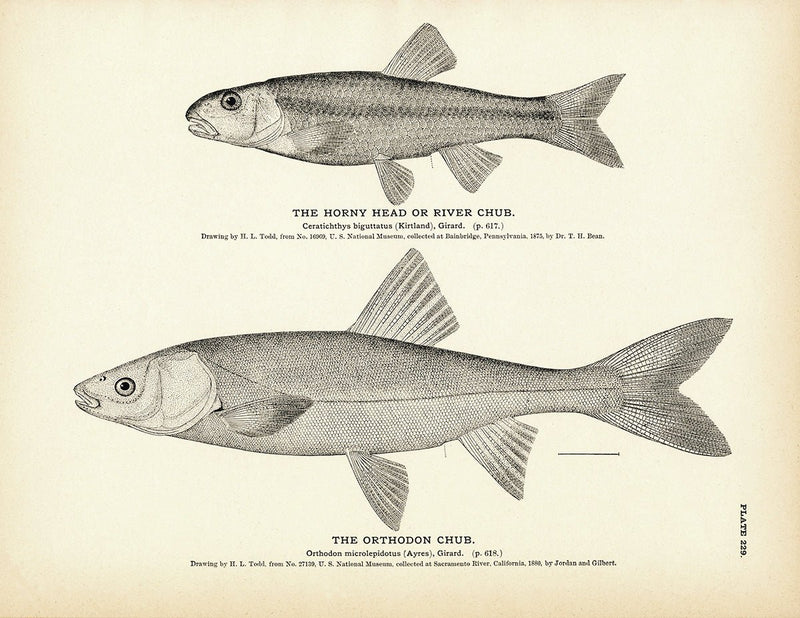 Horny Head (River Chub) and Orthodon Chub Art Print - Muir Way - Fisheries