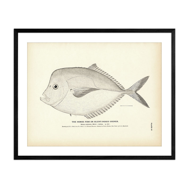 Horse Fish (Blunt - Nosed Shiner) Art Print - Muir Way - Fisheries