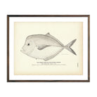 Vintage Horse fish print