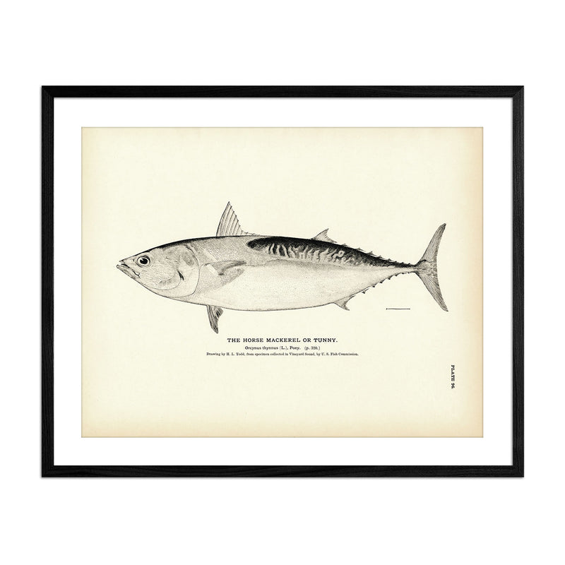 Horse Mackerel (Tunny) Art Print - Muir Way - Fisheries