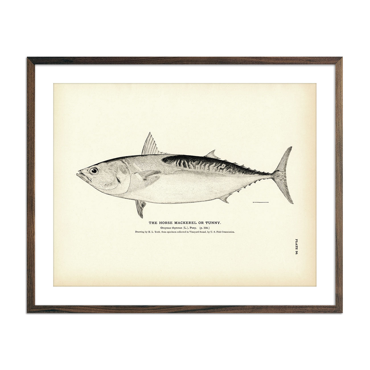 Vintage Horse Mackerel fish print