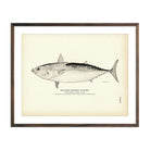 Vintage Horse Mackerel fish print