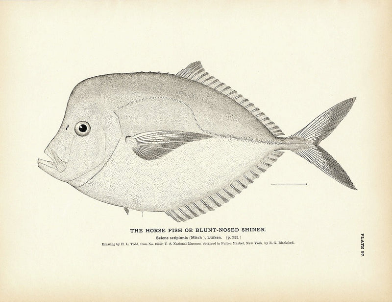 Horse Fish (Blunt - Nosed Shiner) Art Print - Muir Way - Fisheries