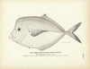 Horse Fish (Blunt-Nosed Shiner) Art Print