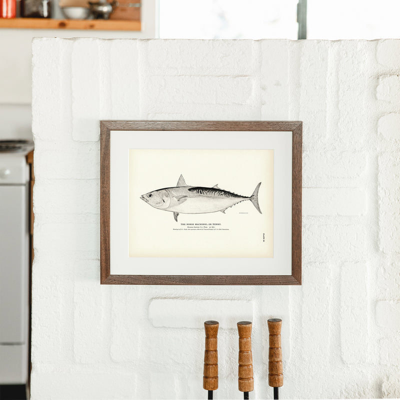 Horse Mackerel (Tunny) Art Print - Muir Way - Fisheries