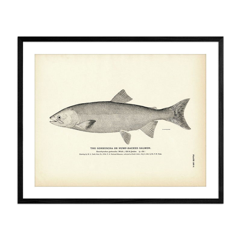 Gorbuscha (Hump - backed Salmon) Art Print - Muir Way - Fisheries