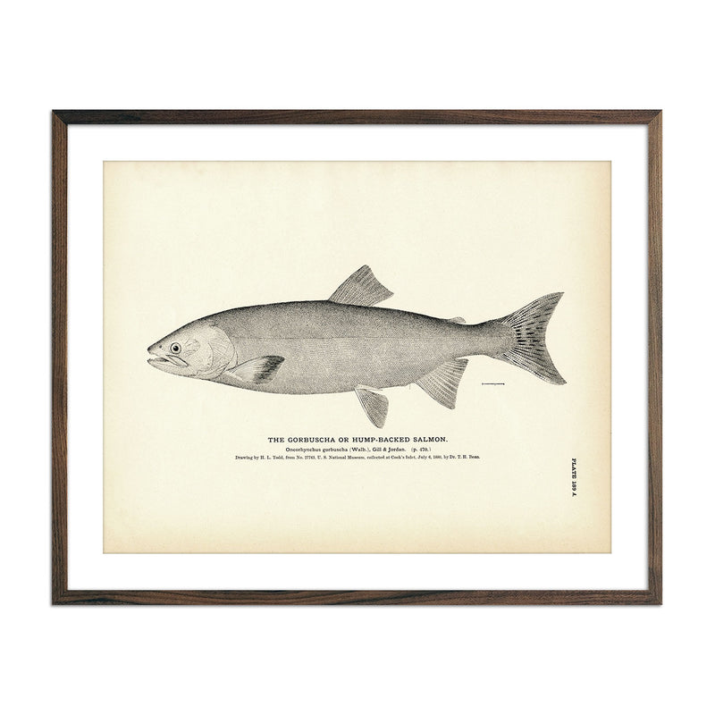 Gorbuscha (Hump - backed Salmon) Art Print - Muir Way - Fisheries