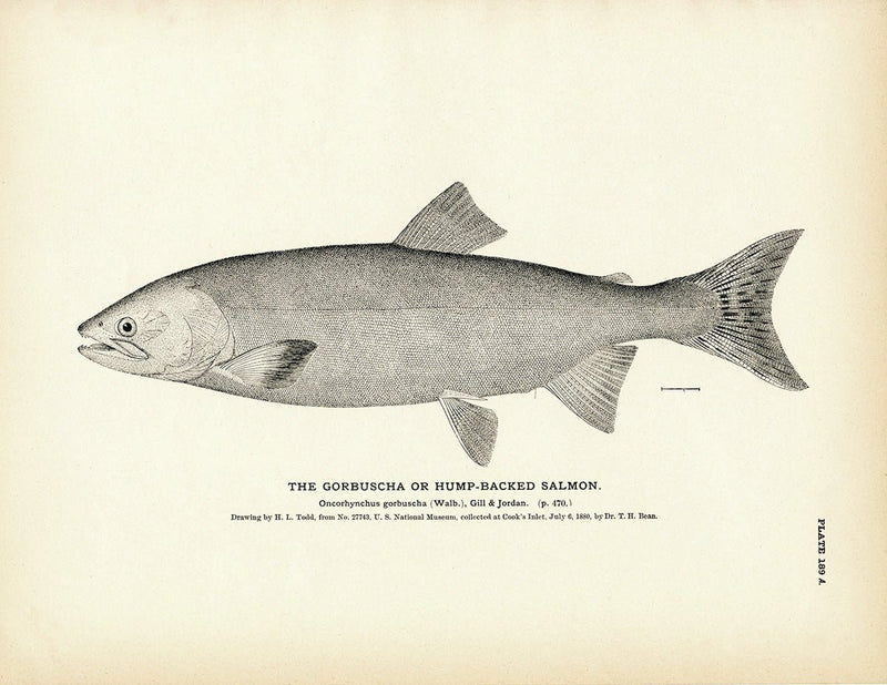 Gorbuscha (Hump - backed Salmon) Art Print - Muir Way - Fisheries