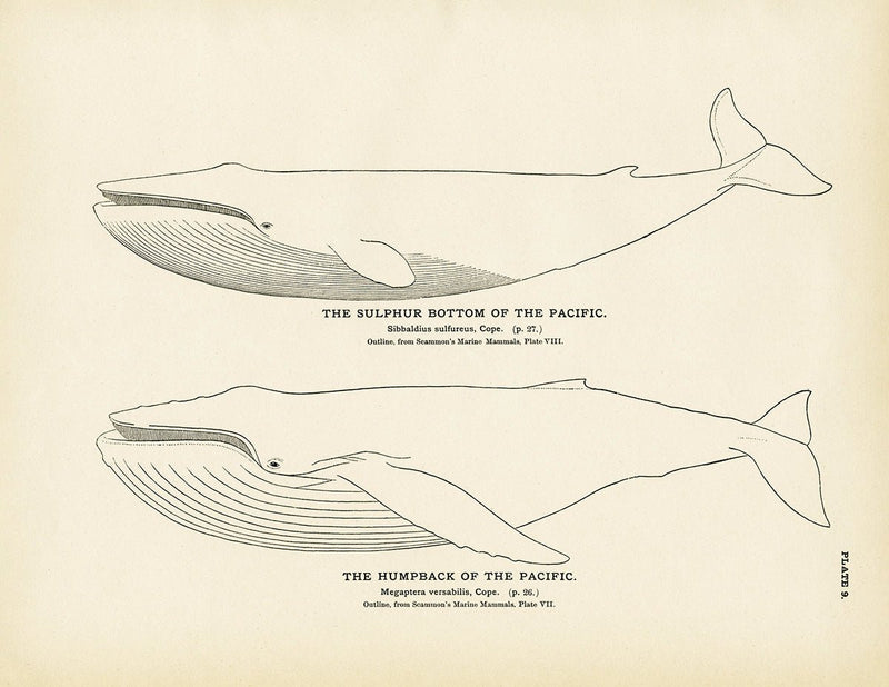Humpback of the Pacific and Sulphur Bottom of the Pacific Art Print - Muir Way - Fisheries