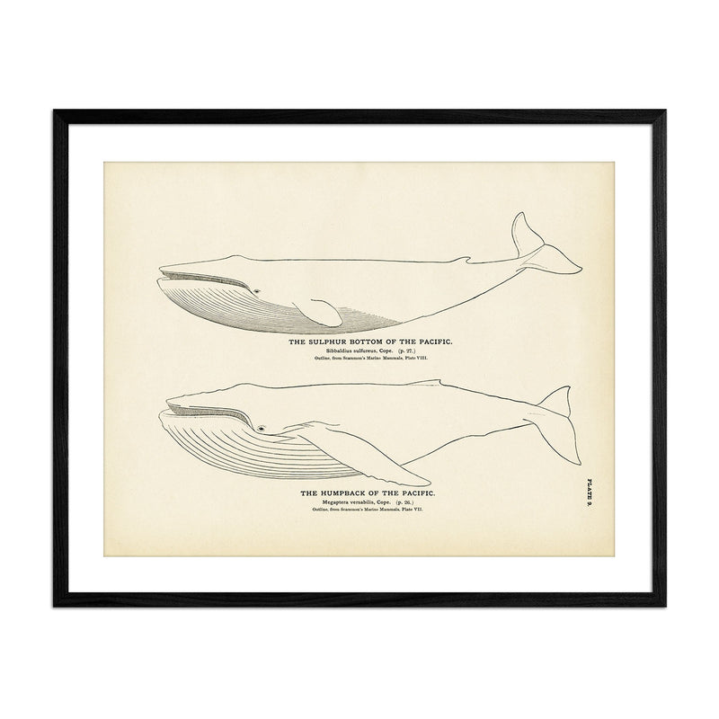 Humpback of the Pacific and Sulphur Bottom of the Pacific Art Print - Muir Way - Fisheries