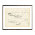 Vintage Humpback and Sulphur Bottom of the Pacific fish print