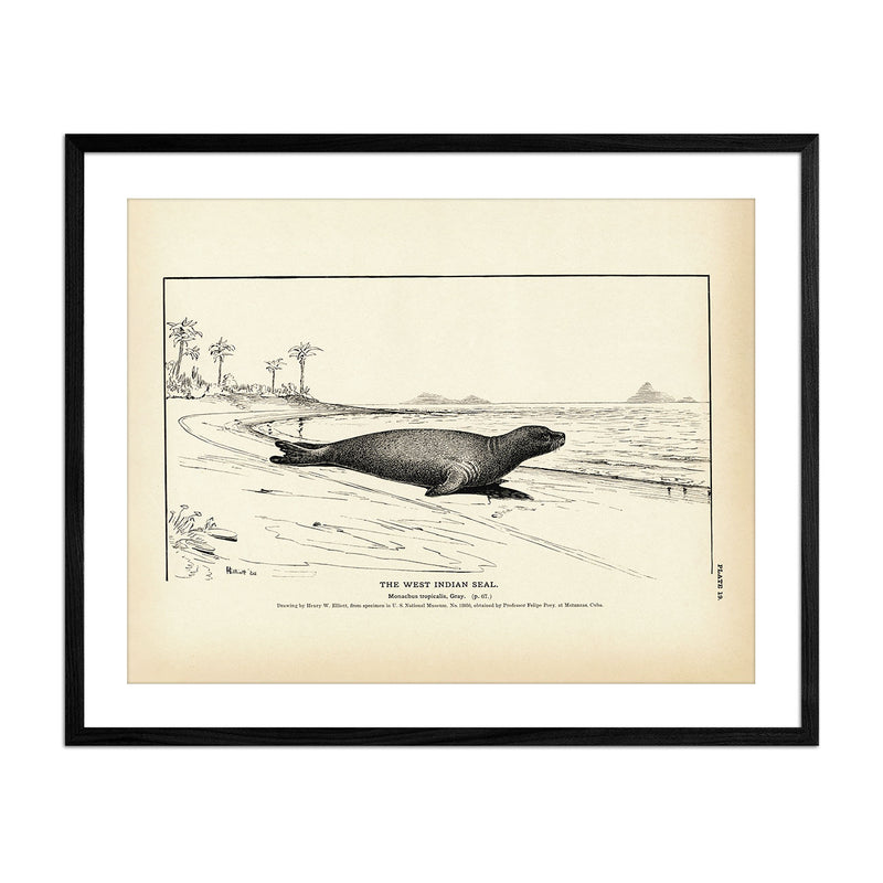 West Indian Seal Art Print - Muir Way - Fisheries