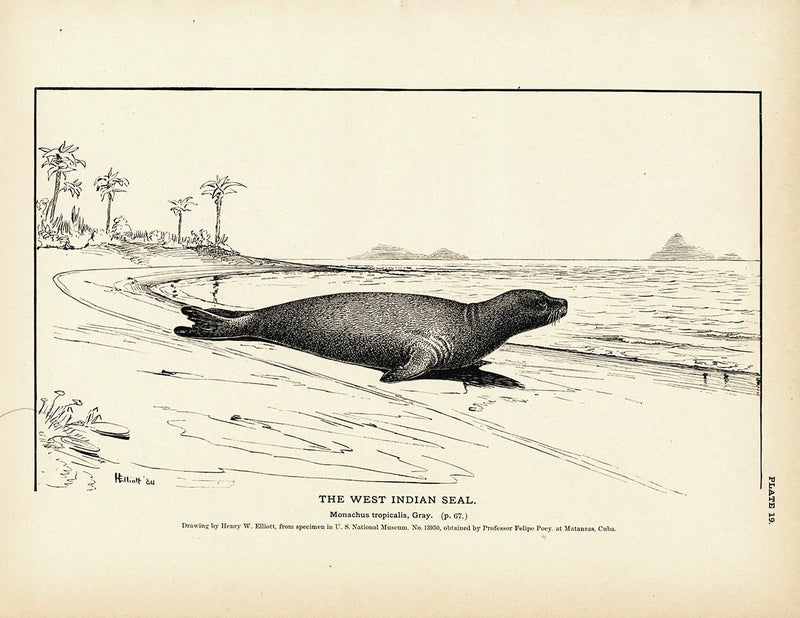 West Indian Seal Art Print - Muir Way - Fisheries