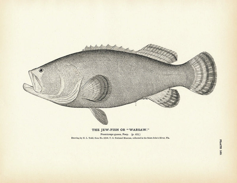 Jew - Fish (Warsaw) Art Print - Muir Way - Fisheries