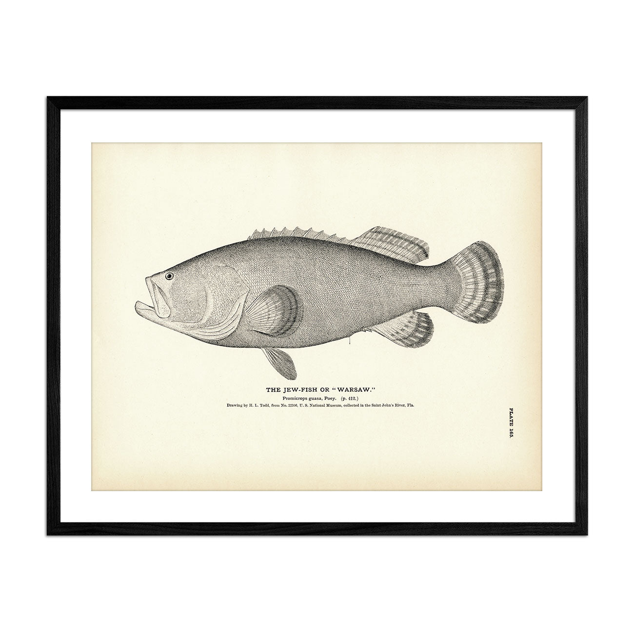Amazon.com: ZIANGAOI Vintage Metal Fish Wall Art 3D School