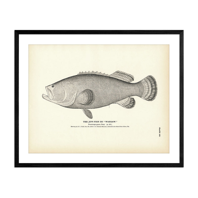 Jew - Fish (Warsaw) Art Print - Muir Way - Fisheries