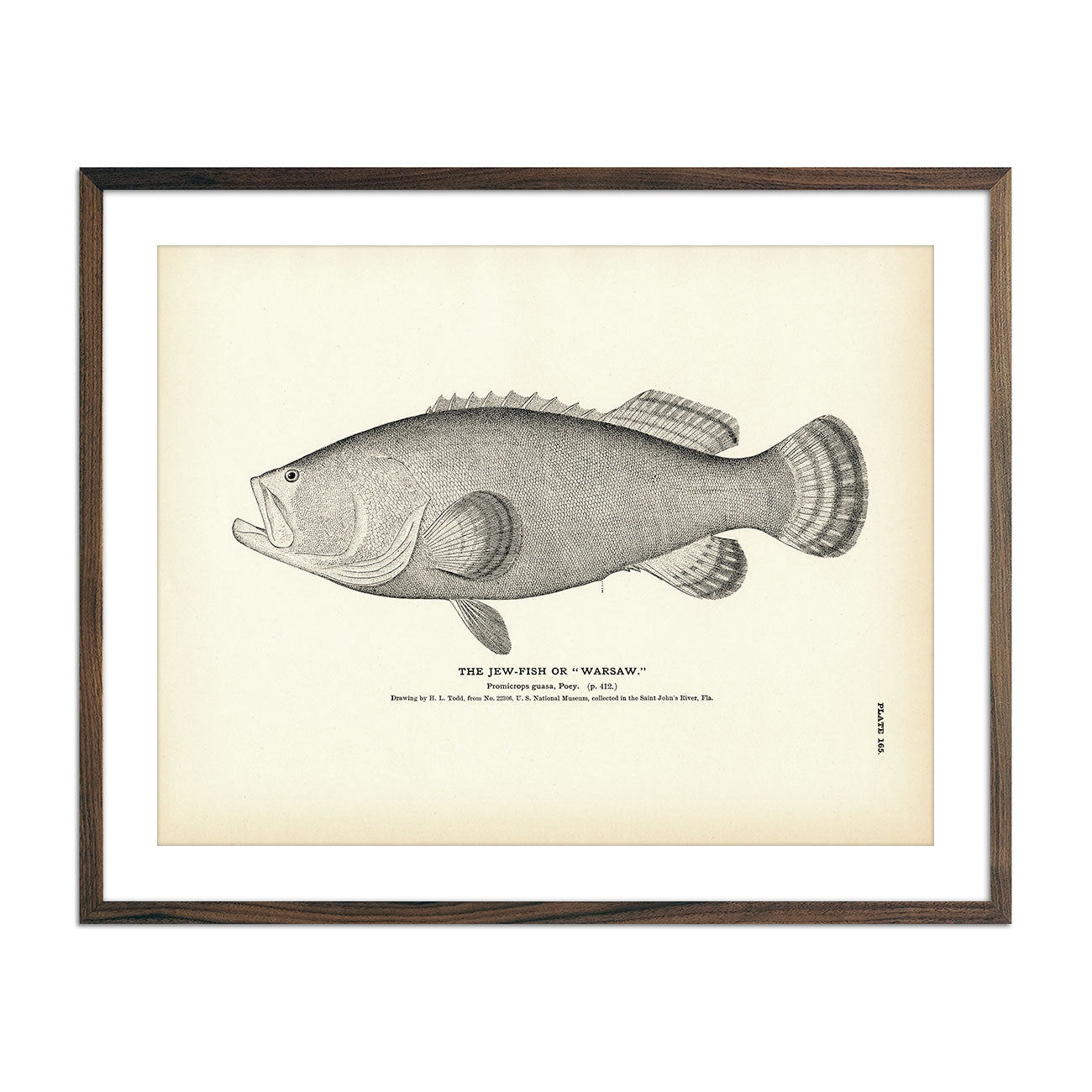 Vintage Jew-Fish print