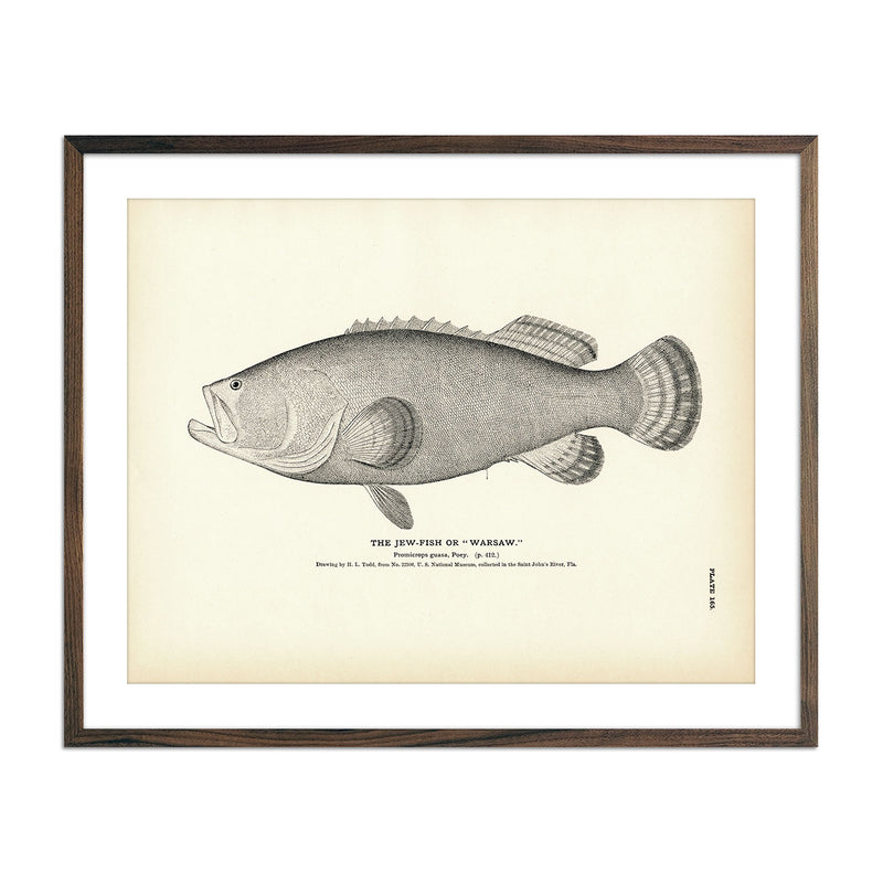 Jew - Fish (Warsaw) Art Print - Muir Way - Fisheries