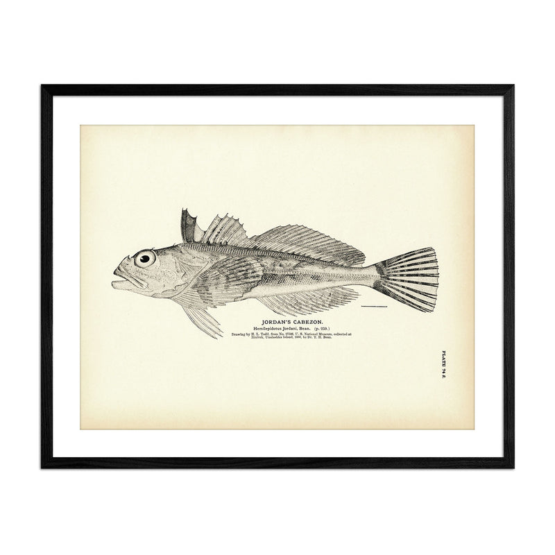 Jordan's Cabezon Art Print - Muir Way - Fisheries