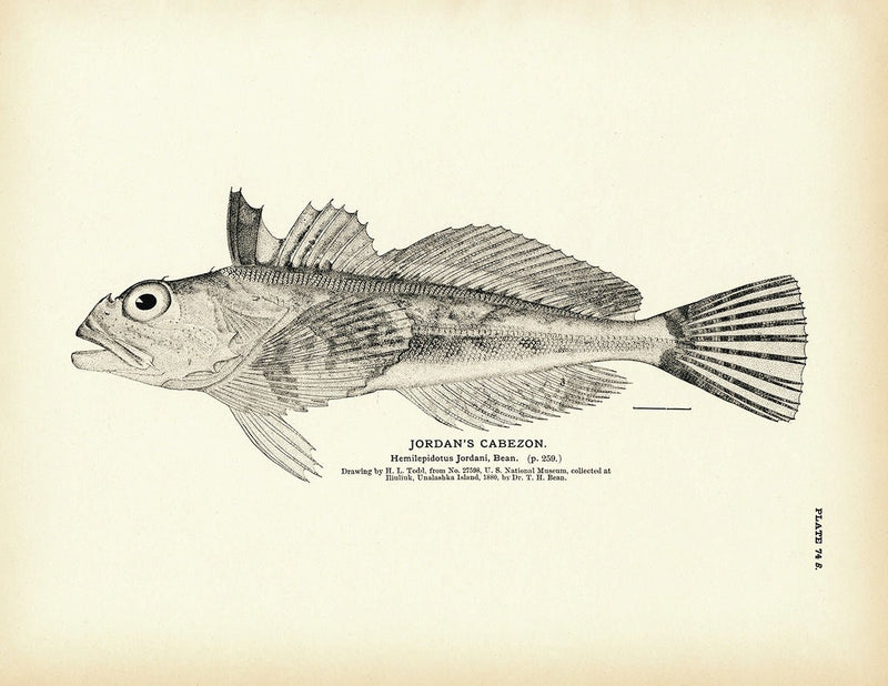 Jordan's Cabezon Art Print - Muir Way - Fisheries