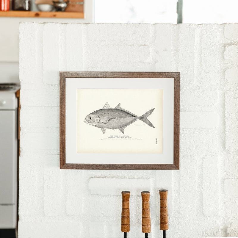 Jurel (Hard Tail) Art Print - Muir Way - Fisheries