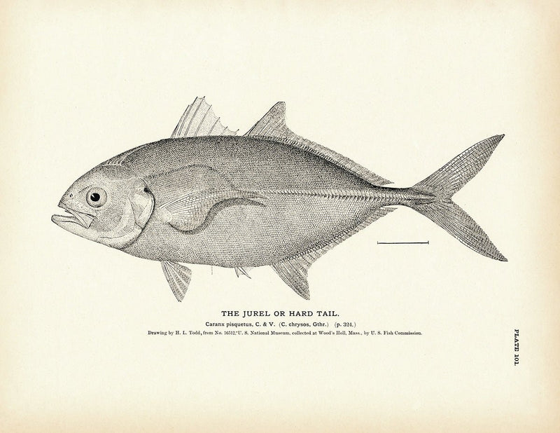 Jurel (Hard Tail) Art Print - Muir Way - Fisheries