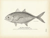 Jurel (Hard Tail) Art Print