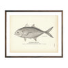 Vintage Jurel fish print