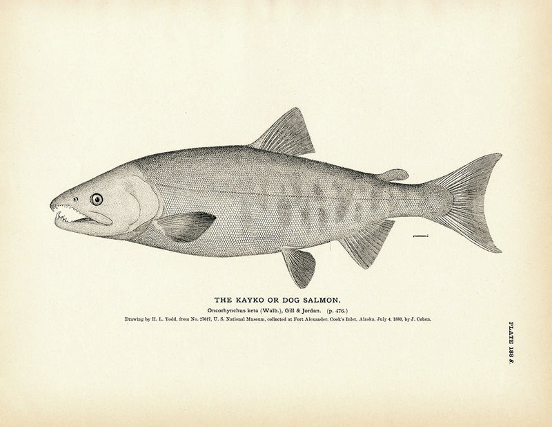 Kayko (Dog Salmon) Art Print - Muir Way - Fisheries
