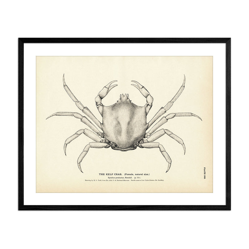 Kelp Crab Art Print - Muir Way - Fisheries