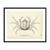 Kelp Crab Art Print