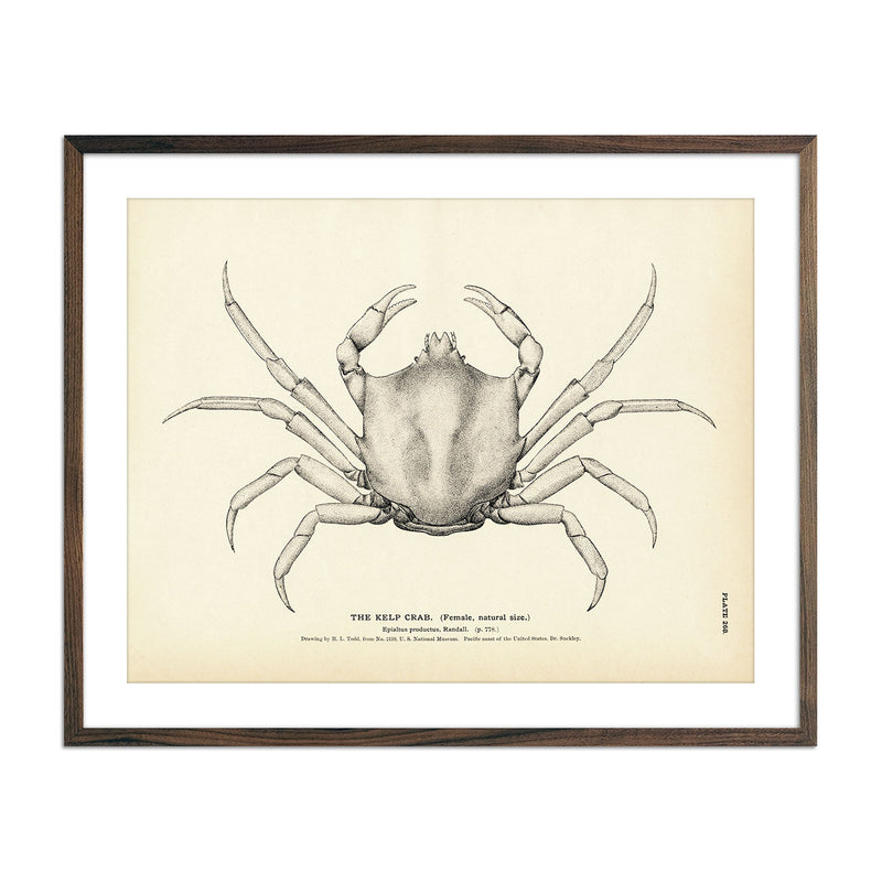 Kelp Crab Art Print - Muir Way - Fisheries