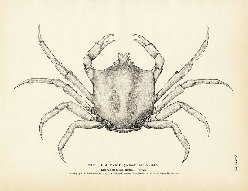 Kelp Crab Art Print - Muir Way - Fisheries